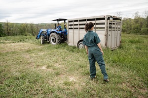 chicken farmer 