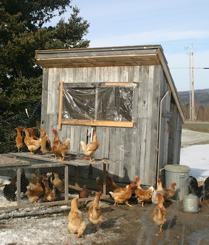 A chicken coop in violation of the number of domestic fowl allowed