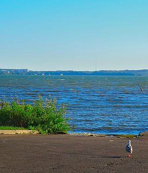 A bird at a boat launch walking toward a vegetated shoreline on Lake Mendota