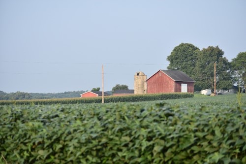 small barn and soybeans