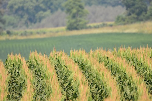 corn rows